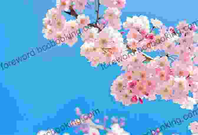 A Delicate Pink Cherry Blossom Blooms Against A Backdrop Of Blue Sky The Cherry Blossom 2 Bundle: When The Cherry Blossoms Fell / Cherry Blossom Winter (A Cherry Blossom Book)