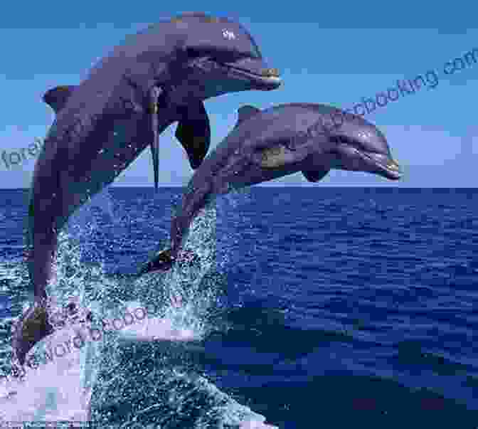 A Dolphin Leaping Out Of The Water, Showcasing Its Playful Nature And Acrobatic Skills Dolphins: 101 Fun Facts Amazing Pictures (Featuring The World S 6 Top Dolphins)