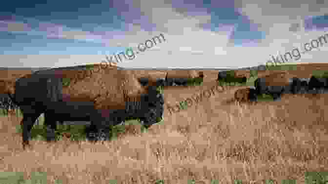 A Herd Of Buffalo Grazing On A Vast Prairie Under A Stormy Sky Buffalo Kingdom Justin M Stone