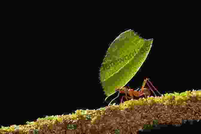 A Industrious Ant Carrying A Leaf Aesop S Animals: The Science Behind The Fables