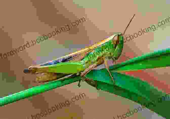 A Lazy Grasshopper Sitting On A Leaf Aesop S Animals: The Science Behind The Fables
