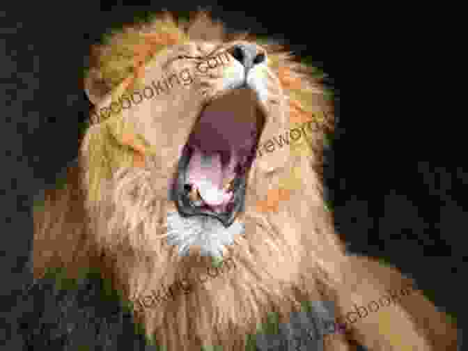 A Lion Roaring, Representing The Power Of Anger The Dance Of Anger: A Woman S Guide To Changing The Patterns Of Intimate Relationships