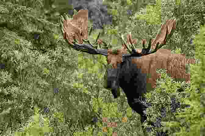 A Photograph Of A Moose In A Forest How To Cook A Moose: A Culinary Memoir