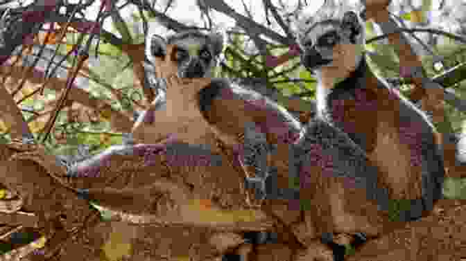 A Playful Group Of Lemurs In The Forests Of Madagascar More Than Birding: Observations From Antarctica Madagascar And Bhutan