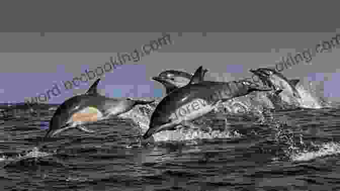 A Pod Of Dolphins Leaping Out Of The Water In The Galapagos Islands The Galapagos: A Natural History