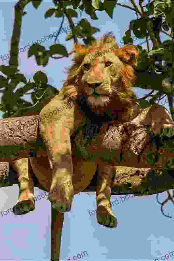 A Pride Of Lions Relaxing In The Shade Of A Tree At Kora National Park Living With George Adamson And The Lions Of Kora: A Tale Of Africa Bees And Fear (African And Asian Interludes 1)