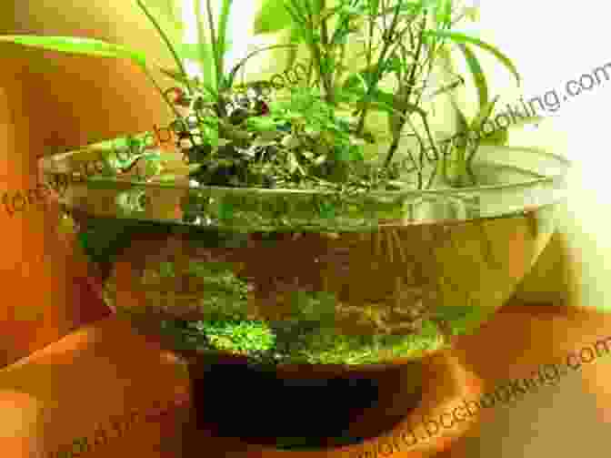 A Saltwater Plant Growing In A Pot Evolution: How Life Adapts To A Changing Environment With 25 Projects (Build It Yourself)
