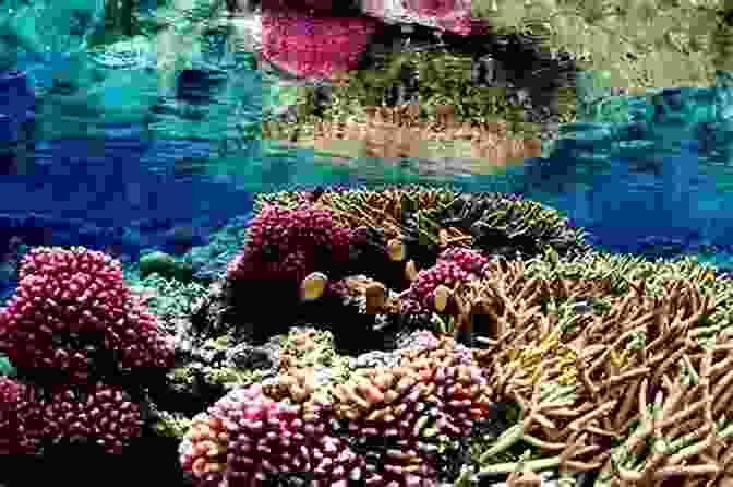 A Vibrant Underwater Scene On The Great Barrier Reef, Featuring Colorful Coral Formations And A Diverse Array Of Marine Life Play In French West Indies: Explore Must Rated Destinations You Shouldn T Miss In Here