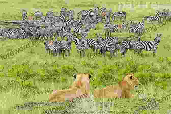 Africa John Hanson Witnessing A Dramatic Wildlife Encounter Between A Lion And A Herd Of Zebras Africa John H Hanson