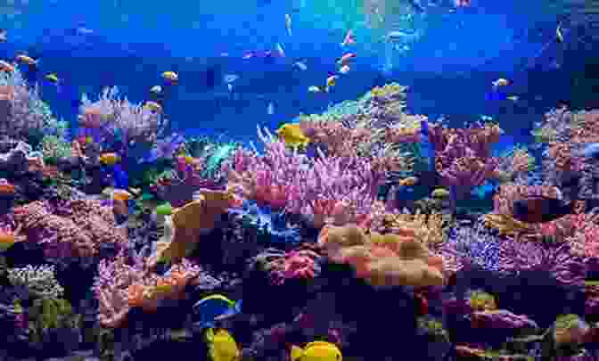 An Underwater Photograph Showcasing The Vibrant Colors And Diversity Of A Coral Reef. The Next Port: 40 000 Miles 43 Countries 87 Islands And Countless Adventures (Sailing Adventures 1)