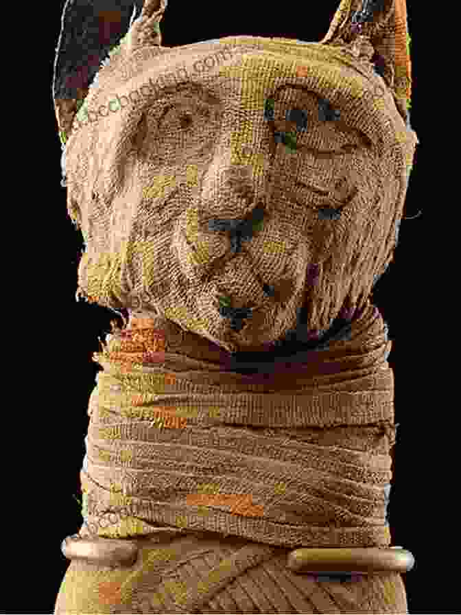 Cat Mummy On Display In A Museum Exhibition Cat Mummies Kelly Trumble