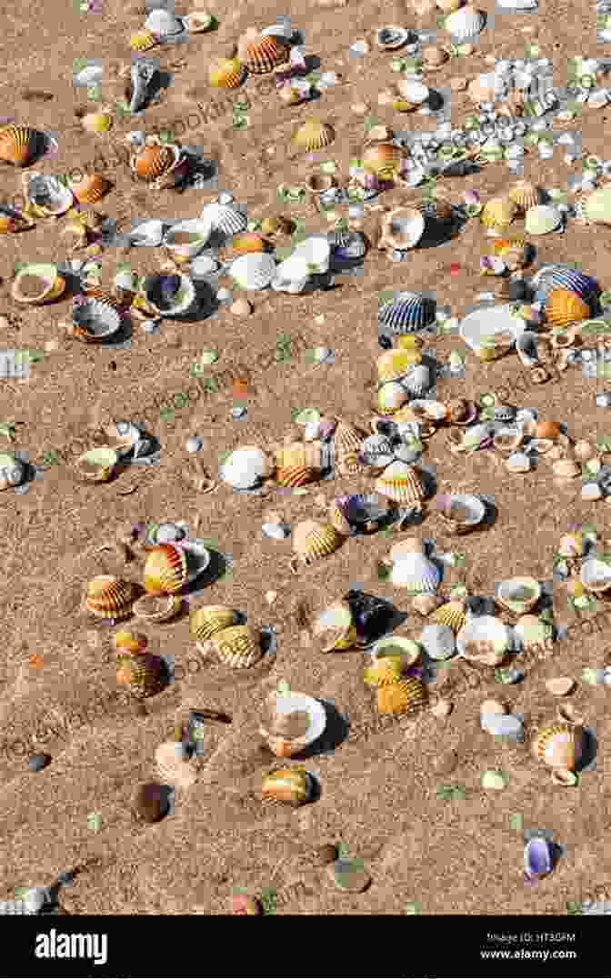 Close Up Of Colorful Seashells Scattered On The Beach Sand Reflections On A Summer Sea