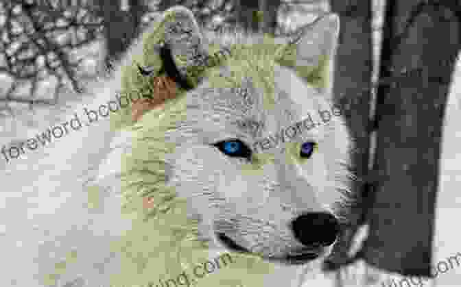 Cover Art For Chosen Wolf: The Marked Wolf, Featuring A Majestic Wolf With Blue Markings And Piercing Eyes Chosen Wolf (The Marked Wolf 2)