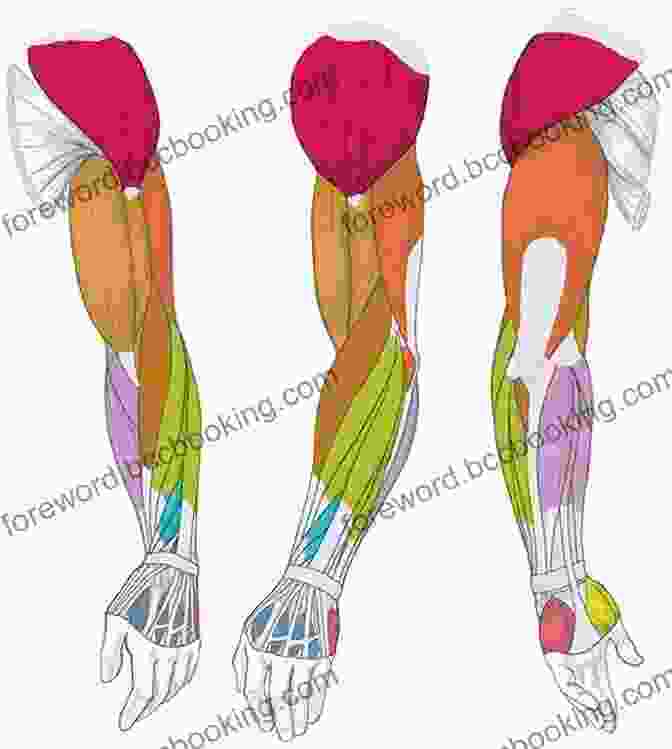 Detailed Illustration Of Arm Muscle Anatomy Build Your Arms Helen E Fisher