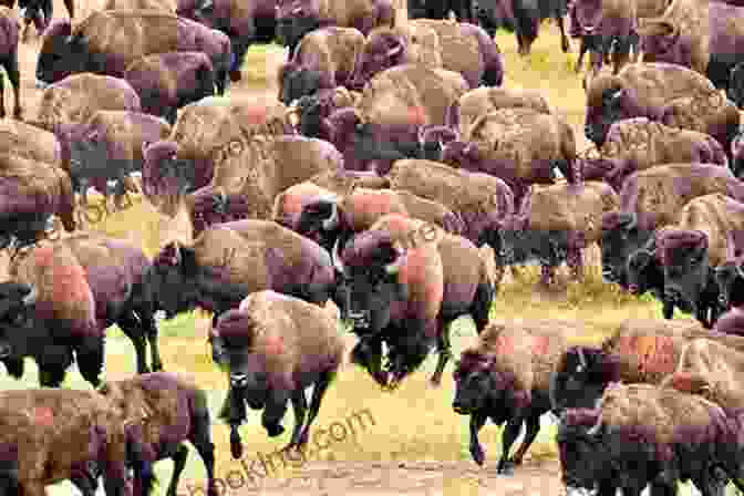 Family Observing A Herd Of Buffalo In The Black Hills Black Hills Family Fun Guide: Explore South Dakota S Badlands Devils Tower Black Hills