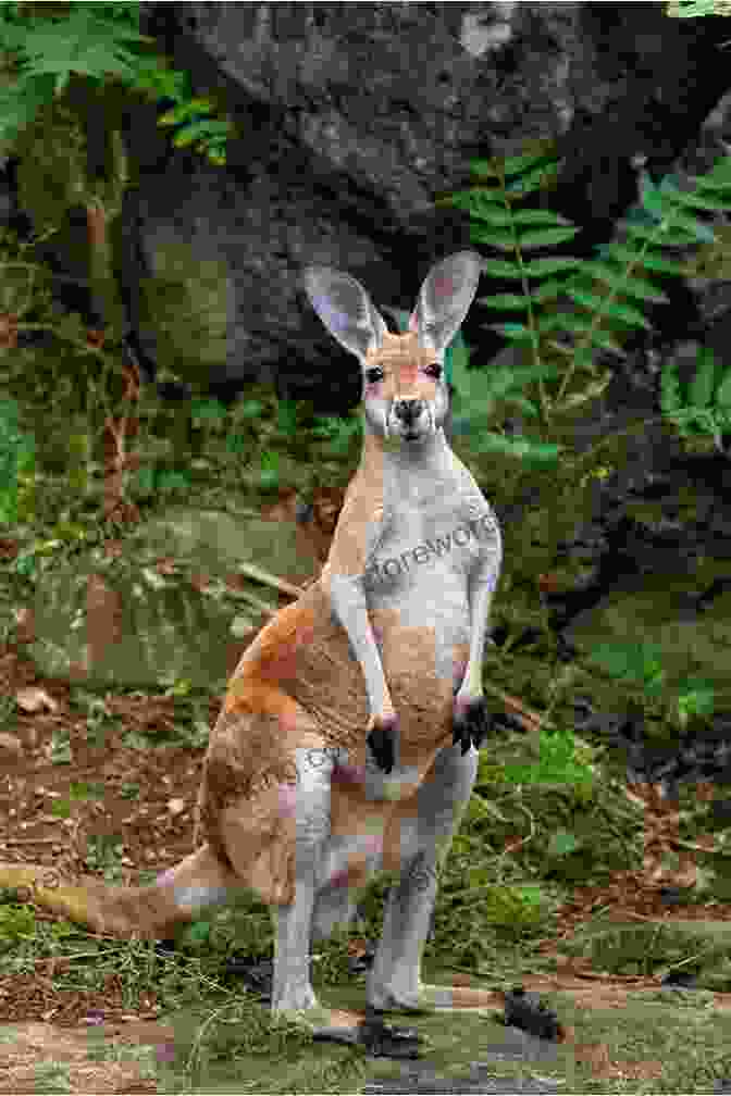 Kangaroos Are Large Marsupials That Are Found Only In Australia. Unbelievable Pictures And Facts About Australia