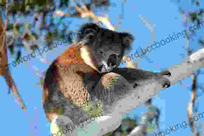Koalas Are Arboreal Marsupials That Are Found Only In Australia. Unbelievable Pictures And Facts About Australia