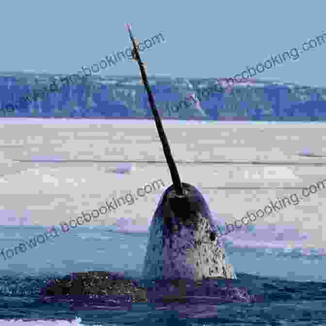 Nalua Reaches Out To Pet A Narwhal How The Narwhal Got Its Horn (Narwhal Tales 2)