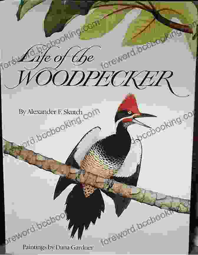 The Green Woodpecker Book Cover By Jessica Burkhart The Green Woodpecker Jessica Burkhart