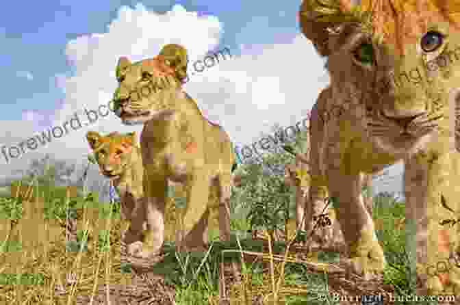 Three Lion Cubs Frolicking In The Grass, Their Playful Antics Captured In A Heartwarming Image Living With George Adamson And The Lions Of Kora: A Tale Of Africa Bees And Fear (African And Asian Interludes 1)