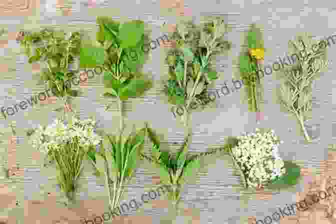 Vibrant Display Of Wild Herbs Midwest Medicinal Plants: Identify Harvest And Use 109 Wild Herbs For Health And Wellness