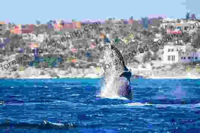 Whale Watching In Los Cabos Top 5 Adventures In Los Cabos